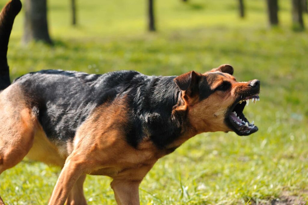 Dog Bite Accident 6 Dog Bite Accident Lawyer